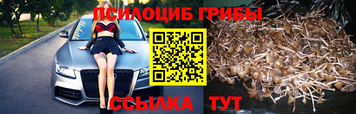 Галлюциногенные грибы Psilocybe  Чайковский  Псилоцибиновые грибы Psilocybine cubensis 